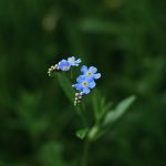 Forget Me Not! (or Have you Remembered to File your Confirmation Statement?)